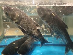-丹江渔村(首都机场店)