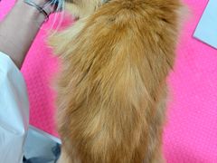 -唐小姐の私宠·宠物洗护美容·撸猫馆·购宠(周浦万达旗舰店)