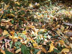 -麦隆咖啡(北大店)