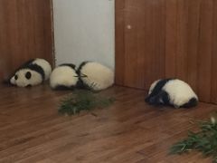 -成都大熊猫繁育研究基地