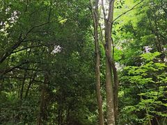 -凤栖山