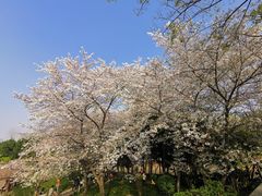 -嘉定紫藤园