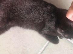 -喵屿·大理花园猫咖