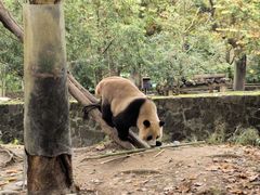 -都江堰中华大熊猫苑