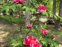 -国家植物园南园