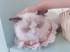 -怪兽屋·羊驼·猫咖·狗咖(俊华广场店)