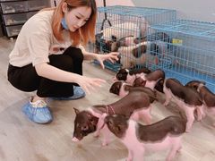 -浣熊柯尔鸭土拨鼠·电玩咖