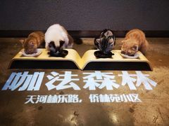 -咖法森林·咖啡  酒吧(天河店)