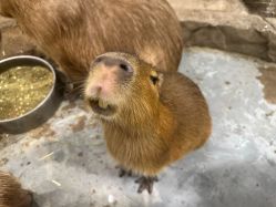 -Zoolung Zoolung动物主题公园(海信广场店)