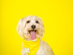 -帕帕拉兹宠物(亚洲旗舰店)