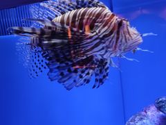 -上海海洋水族馆