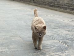 -长春观