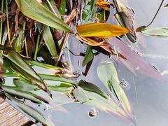 -花果园湿地公园