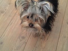 -瑞派宠物医院·中兽医专科(中央商城分院)