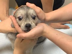 -关爱动物医院·心脏·中兽医·异宠(金牛路分院)