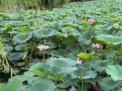 -长春市南湖公园