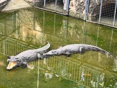 -深圳野生动物园
