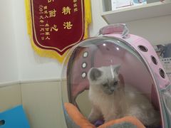 -佳怡动物医院·平价24小时·猫专科骨外科