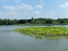 -溱湖国家湿地公园