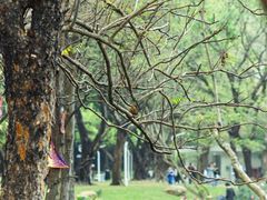 -人民公园(罗湖区)