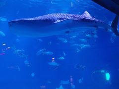 -烟台海昌鲸鲨海洋公园