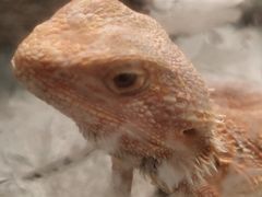 -上海大自然野生昆虫馆(东方明珠·爬宠昆虫探索中心)