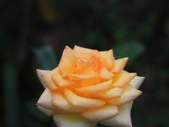 -顾村公园