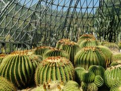 -深圳仙湖植物园