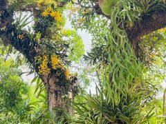 -中国科学院西双版纳热带植物园