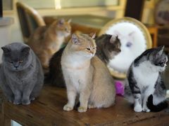 -猫小院猫主题餐厅(南锣旗舰店)