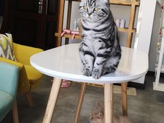 -团子家猫咪猫咖馆·柯基·柯尔鸭