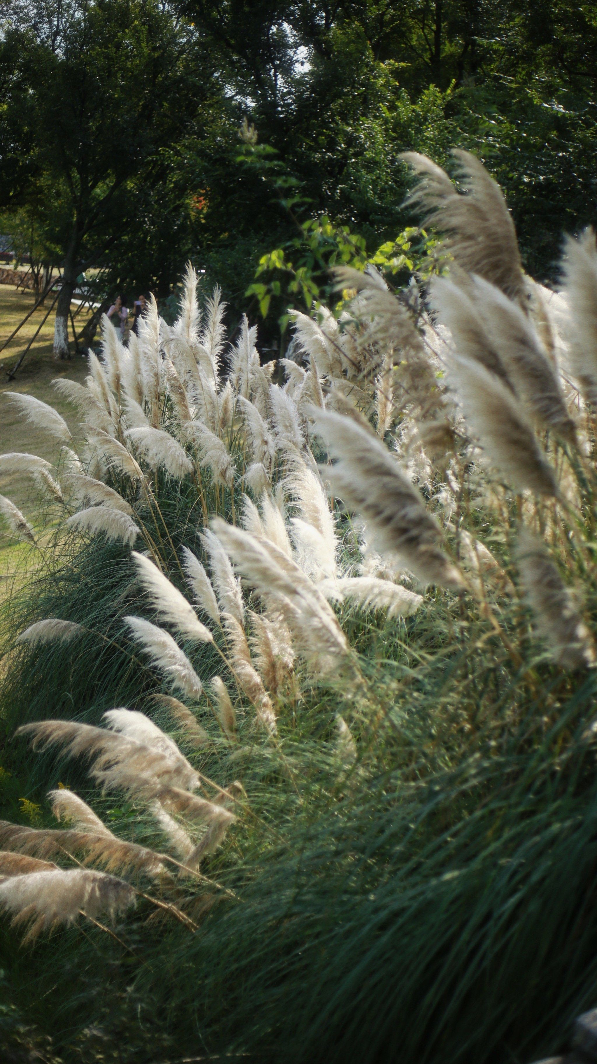 秋天的芦苇荡📷