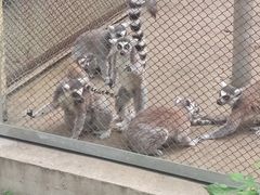 -合肥野生动物园