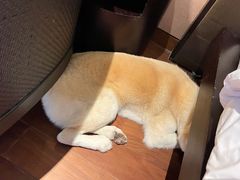 -上海崇明金茂凯悦酒店