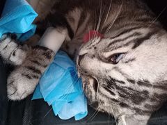 -纳吉亚猫专科动物医院博雅分院