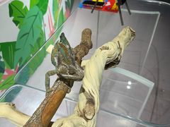 -上海大自然野生昆虫馆(东方明珠·爬宠昆虫探索中心)