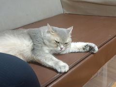 -MOCHA明星猫咖(田子坊店)