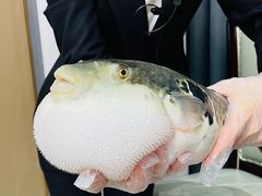 -鲐赏河豚(长寿店)