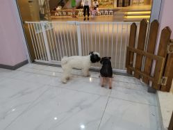 -Moni星球萌宠·小马宝莉·灵蛇·高端高阶全萌宠互动体验俱乐部(红豆国际广场店)