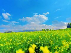 -光明小镇欢乐田园