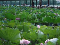 -莲花池公园