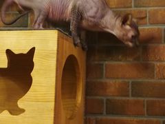 -more than meow吴止猫主题餐厅(承德 中船汇店)