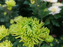 -武汉紫薇都市田园