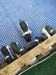 -萌宠亲子动物乐园(槐房万达店)