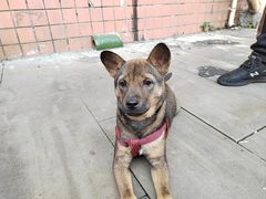 -瑞鹏瑞爱宠物医院·全科·猫科·血液透析中心(龙头寺店)