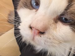 -唐小姐の私宠·宠物洗护美容·撸猫馆·购宠(周浦万达旗舰店)