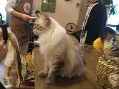-共舞时光猫咖·狗咖(新街口店)