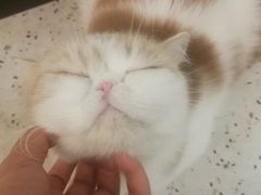 -滚猫咖啡·猫咖·猫友好撸猫(未来城店)