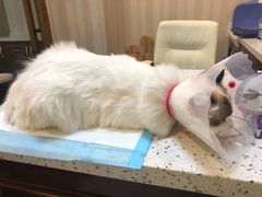 -宠爱国际动物医院·消化内科·心肾内科·ISFM猫友好(望京店)