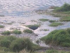 -腾冲北海湿地